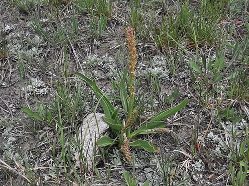 Image of Plantago eriopoda by no rights reserved