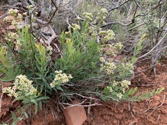 Comandra umbellata pallida
