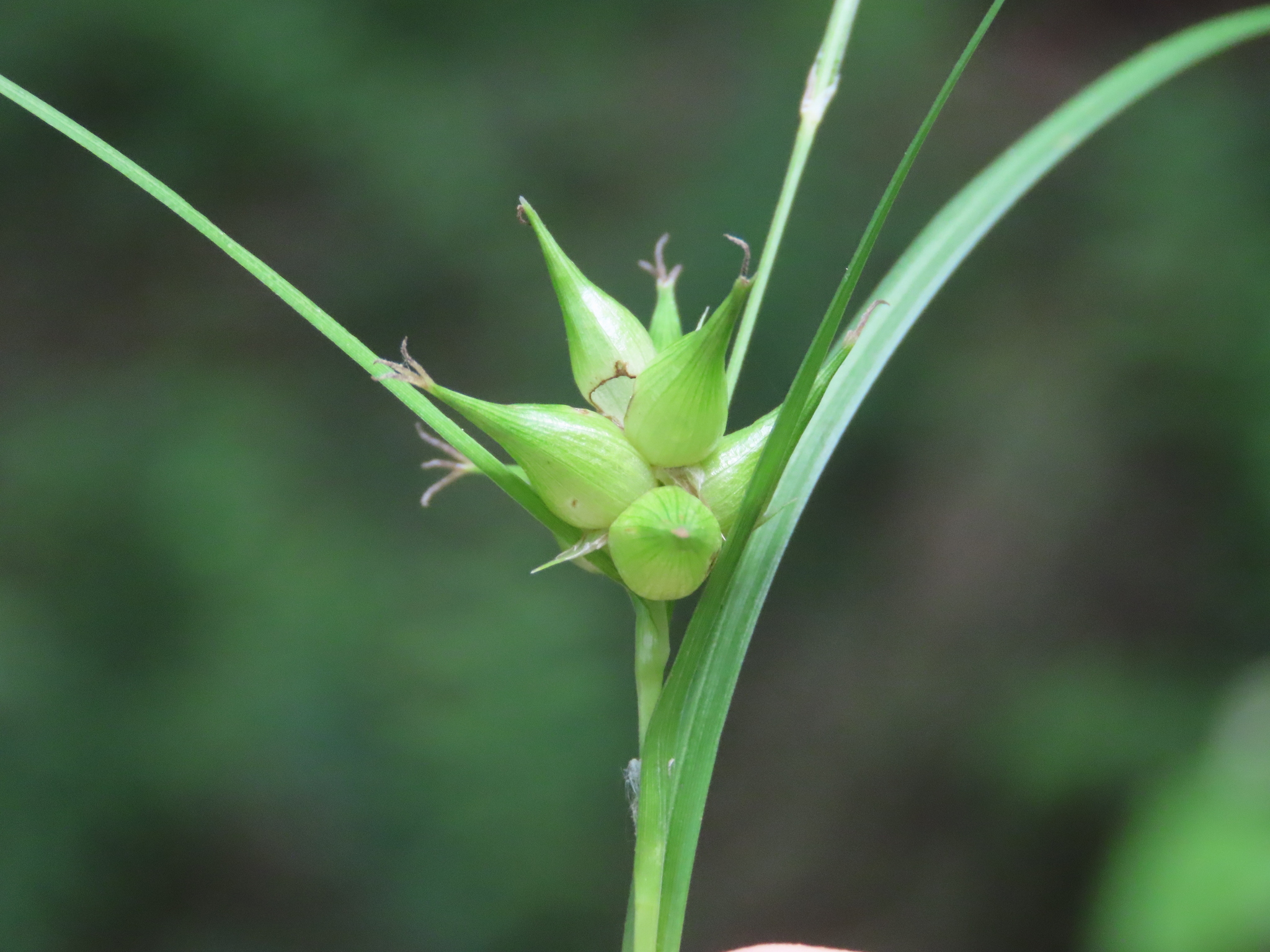 Carex intumescens