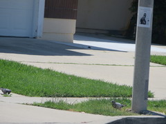 Columba livia domestica