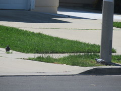 Columba livia domestica
