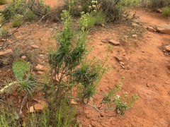 Comandra umbellata pallida