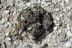 Clavascidium lacinulatum