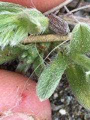 Cryptantha leiocarpa