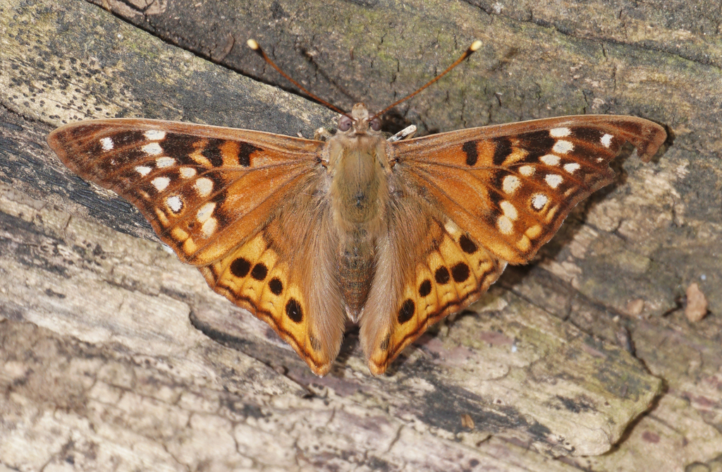 Hackberry Butterflies