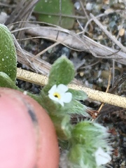 Cryptantha leiocarpa