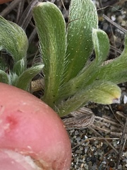Cryptantha leiocarpa
