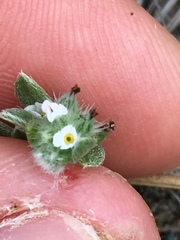 Cryptantha leiocarpa