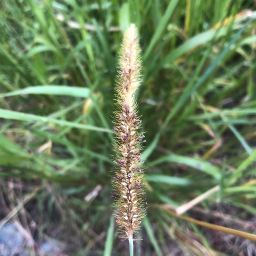 Setaria sphacelata iNat (1)
