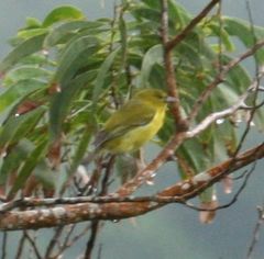 Chlorodrepanis flava