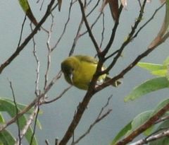 Chlorodrepanis flava