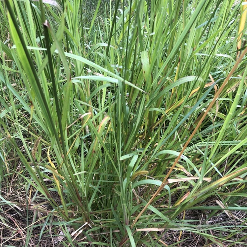 Setaria sphacelata