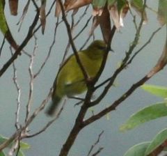 Chlorodrepanis flava