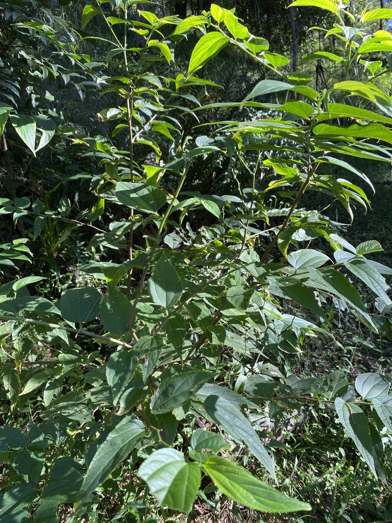 Nettle Tree from Bromfield Dr, Bonogin, QLD, AU on May 26, 2024 at 09: ...