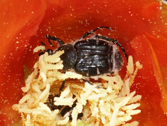 Trichiotinus texanus