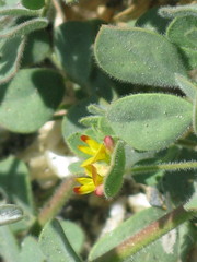 Acmispon