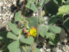 Acmispon