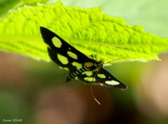 Anania funebris