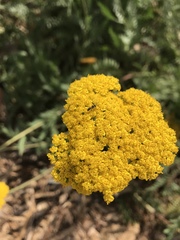 Achillea filipendulina