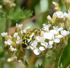 Trichodes ornatus