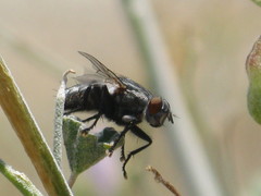 Pterygota