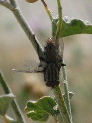 Pterygota