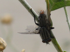 Pterygota