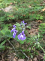 Salvia urticifolia