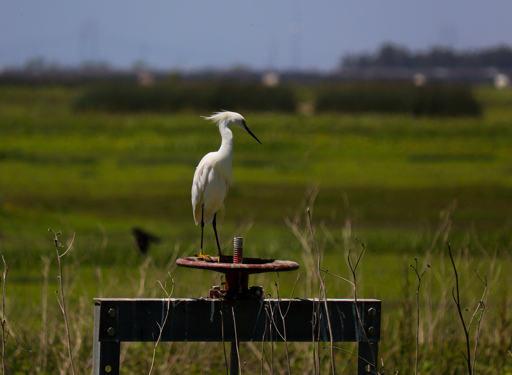 Snowy Egret from Yolo Bypass Wildlife Area, 45211 Co Rd 32B, Davis, CA ...