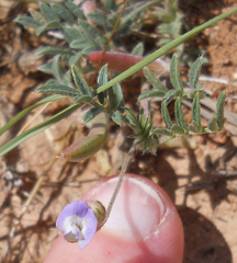 Astragalus nuttallianus austrinus