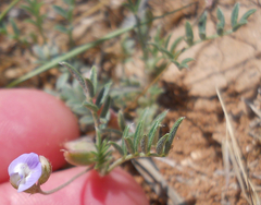Astragalus nuttallianus austrinus
