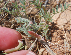 Astragalus nuttallianus austrinus