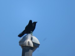 Corvus brachyrhynchos