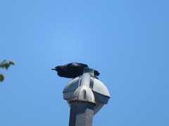 Corvus brachyrhynchos