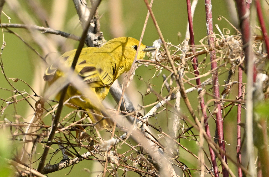 Yellow Warbler from University Of Alberta Farm, Edmonton, AB T6H ...