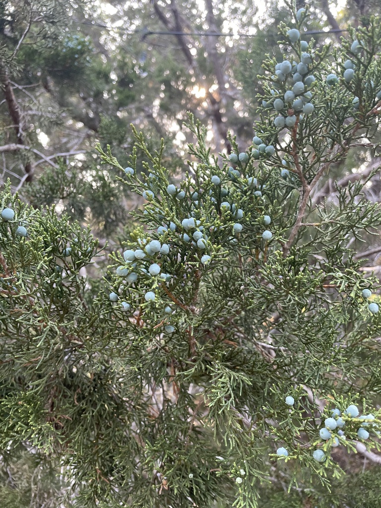 Ashe juniper from Johnson City, TX, US on May 25, 2024 at 06:29 PM by ...