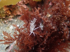 Cuthonella cocoachroma