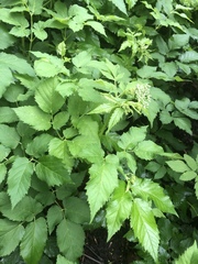 Aegopodium