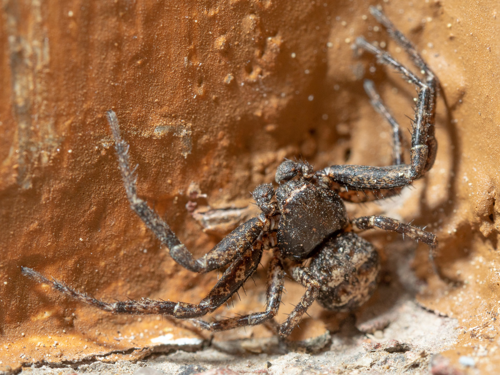 Utah Crab Spider (Crab Spiders of Mississippi) · iNaturalist