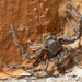 Utah Crab Spider - Photo (c) bjnicholls, some rights reserved (CC BY-NC), uploaded by bjnicholls