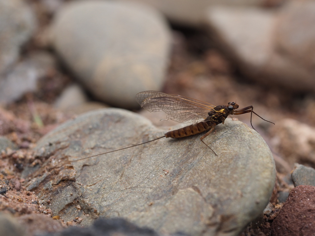 Dusky Yellowstreak