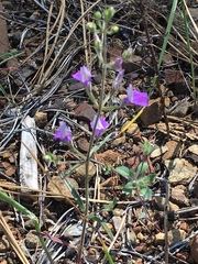 Collinsia linearis