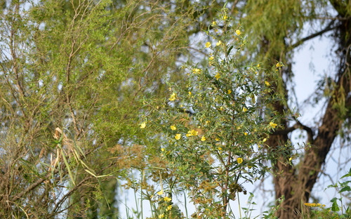 Image of Carolina Primrose-Willow (Ludwigia bonariensis) by no rights reserved