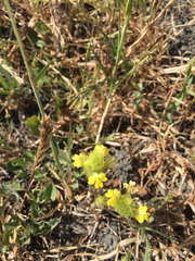 Castilleja rubicundula