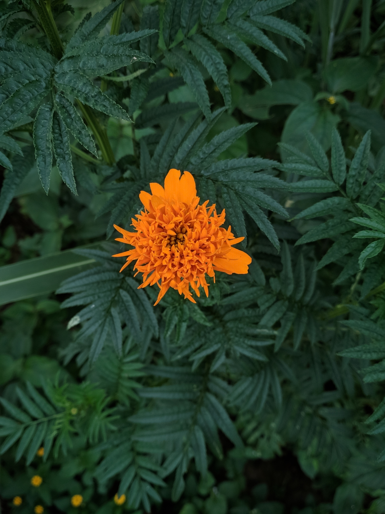 Tagetes erecta