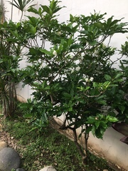 Gardenia jasminoides