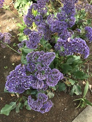 Limonium perezii