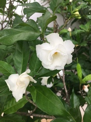 Gardenia jasminoides