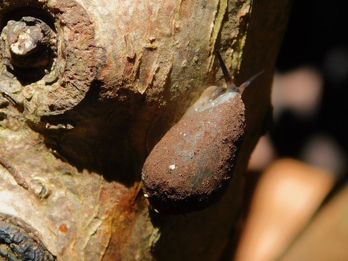 Melampus coffea