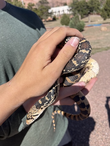 Gopher Snake